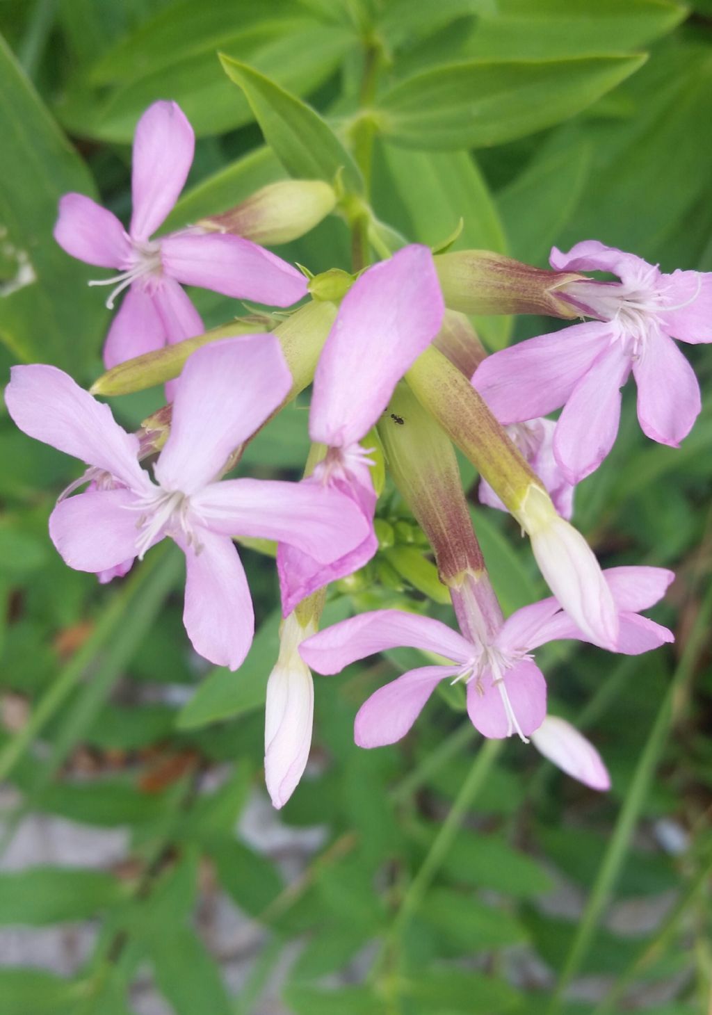 Saponaria officinalis